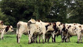 La mise à l’herbe des génisses se fait dans une parcelle la plus saine possible. Le niveau de pression parasitaire dans les prairies dépend de la météo et du chargement.C.Hue La mise à l’herbe des génisses se fait dans une parcelle la plus saine possible. Le niveau de pression parasitaire dans les prairies dépend de la météo et du chargement.C.Hue